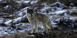 Blodspor stammet fra genetisk viktig ulv